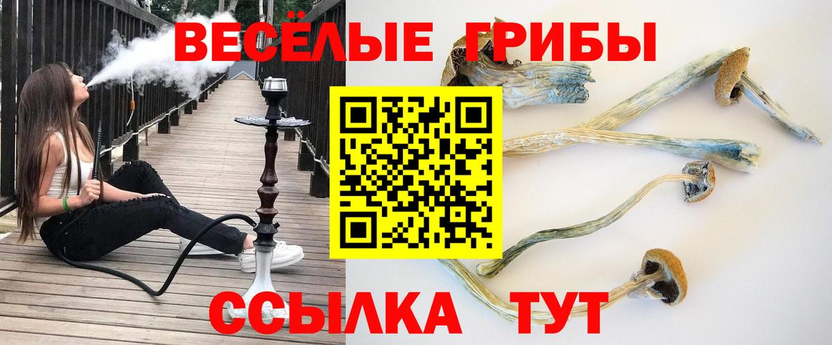 Псилоцибиновые грибы Psilocybe  Галлюциногенные грибы MAGIC MUSHROOMS  Вход с VPN  Назрань 